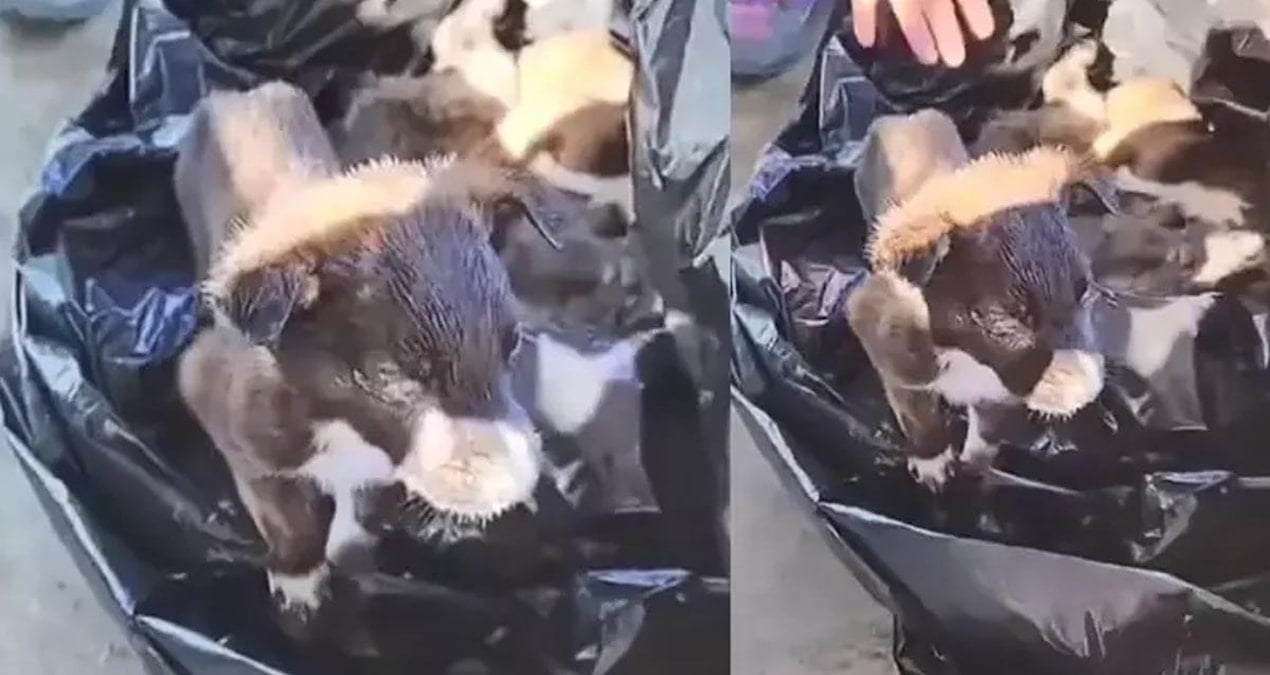Edirne’de vahşet! Yavru köpekleri poşetle çöpe bırakan iki kişi serbest kaldı
