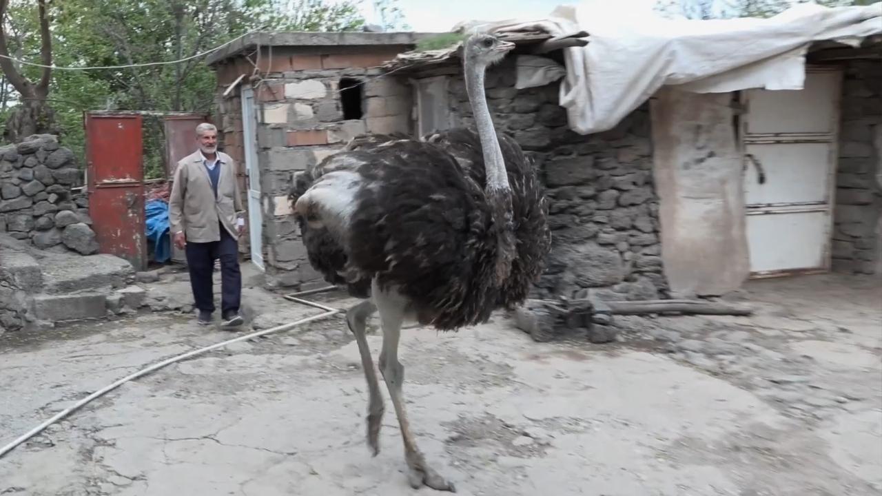 Yalnızlıktan strese giren firari deve kuşuna eş aranıyor